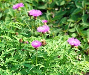 MAÍZ PERSA PERENNE Centaurea Dealbata - 100 semillas a granel - Imagen 1 de 2
