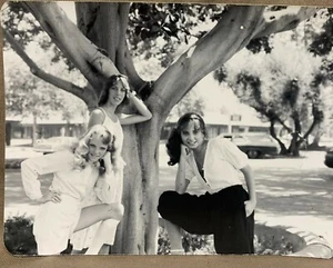 3 Young Beautiful High School Girls "Charlie's Angels" Pose by Tree 1970's? - Picture 1 of 2
