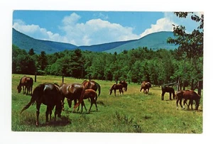 Postal Morgan's at Bald Mountain Farm Arlington Vermont Caballos Frank L Forward - Imagen 1 de 2