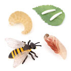 Insect Growth Life Cycle of Butterfly Honey Bee Model Education Toy Simulation