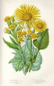 1899 Stampa Antica = DORONICO (130) Piante Fiori CROMOLITOGRAFIA by Anne Pratt - Imagen 1 de 1