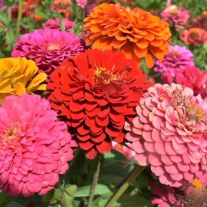 Zinnia Giant Flowers - Seeds - Organic - Non Gmo - Heirloom Seeds - Picture 1 of 5