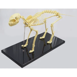 Feline Skeleton Anatomical Model Standard Size Veterinary Animal Education Model - Picture 1 of 6