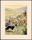 BEARDED AND BORDER COLLIE DOGS AT WORK CHARMING DOG PRINT MOUNTED READY TO FRAME