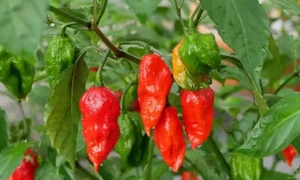 (20) Ghost Pepper Bhut Jolokia Samen super heißer Pfeffer - Bild 1 von 1