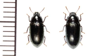 Tenebrionidae:Tetragonomenes japonicus pair ,A1, unmounted,Japan,beetle - Picture 1 of 1