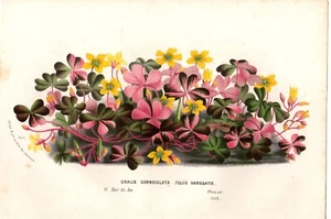 c1850 van Houtte Antique Botanical Print: Oxalis corniculate, floral decor - Picture 1 of 2