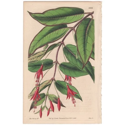 Revista Botánica Curtis 1843 Grabado Coloreado a Mano 3999 Montaña Fucsia Foto 1 de 3
