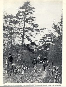 STAGHOUND HOUNDS STAG HUNTING IN THE NEW FOREST OLD 1934 PRINT - Picture 1 of 1