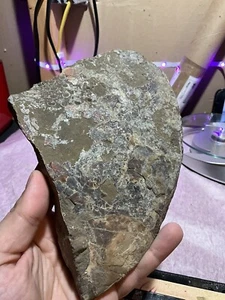 1.9 LB Natural Large Ammonite Fossil Piece. Found In Colorado - Picture 1 of 7