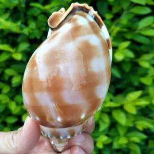 Natural Conch Shell Aquarium Fish Tank Ornament Landscape Sea Snail Decor 7-8cm - Picture 1 of 5