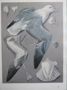 BEAUTIFUL TUNNICLIFFE BIRD PRINT ~ FULMAR - Picture 1 of 2