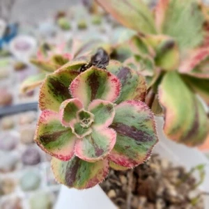 Aeonium Red Fuji Variegated 🌺 One head 4cm diameter Succulent - Picture 1 of 2