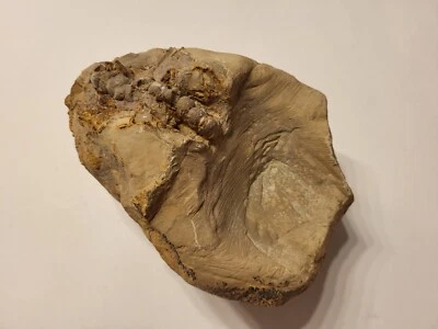 versteinerte Muschel?/Schnecke? - 1650 g - 15 cm x 10,5 cm x 8 cm Sammlungsaufl. - Bild 1 von 4