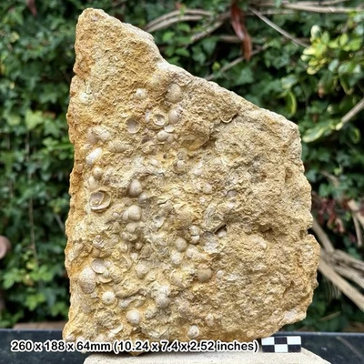 Rare Large Block Chlamys Aspersa Fossil Bivalves with Echinoid Cambridge - Image 1 of 3