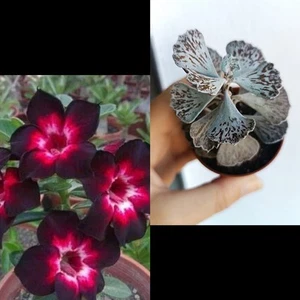 100 Semillas De Kalanchoe Rhombophylosa Y 10 Rosa Del Desierto - Picture 1 of 1
