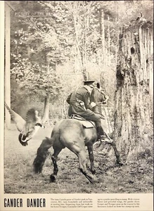 Stampa rivista Canada Gander Oche Driving Away Trouper on Horseback 1954 - Foto 1 di 6