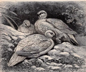 Old Antique Victorian Era Vintage 1895 PTARMIGAN IN WINTER DRESS Bird Print - Picture 1 of 4