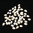 50 Pcs Conch Pendant Cowrie Shells For Crafts Sea Jewelry Snail
