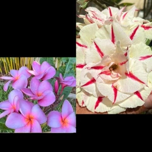 2 Plumeria Recién Cortadas Y Un Adenium Obesum Enraizado - Picture 1 of 3