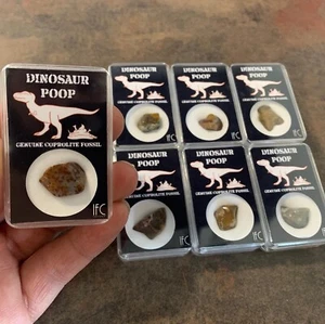 1 x boite coprolithe coprolite crotte de dinosaure carnivore polie d'Utah USA!! - Imagen 1 de 2