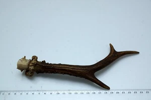 Schöne 6ender Rehstange Geweih Deko Tischdeko Floristik - Bild 1 von 3