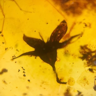 5 PETAL FLOWER in Burmese / Burmite amber fossil / 100% genuine amber - Image 1 of 4