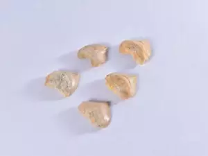 1x Fossil Corax Shark Tooth - Dinosaur Teeth 10-35mm, Eocene, Morrocco - Picture 1 of 10