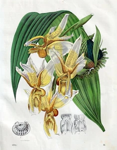 Orchideen: Stanhopea radiosa . Altcolorierte Lithografie von 1864 - Picture 1 of 1
