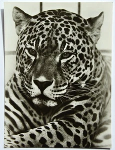 Ansichtskarte -Jaguar (groß Karte) im Zoo Dresden (seltenes Motiv) - Bild 1 von 2
