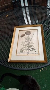 Muy Antiguo Abraham Munting Original Folio Botanik Flos africanus Impresión en Placa de Cobre - Imagen 1 de 13