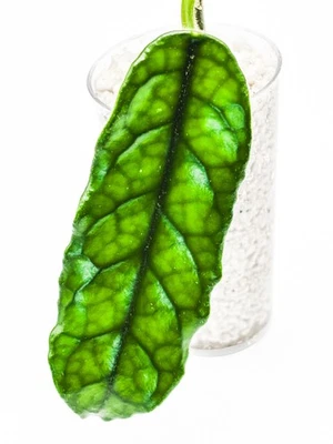 Hoya Globulosa Villosa Cao Bang Fuzzy, deep veined leaves RARE - Image 1 of 4