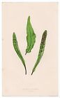 1857 Edward Lowe Fern Antique Botanical Print - Fadyenia Prolifera