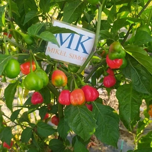 Aji Cochabamba ,Peru,10 semillas,Capsicum chinense (111) - Picture 1 of 1