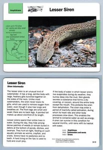 Lesser Siren #9.11 - Amphibians - Grolier Wildlife Adventure Card - Picture 1 of 1