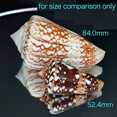 Conus ammiralis #43 84.0mm GIGANTIC! CORDED BEAUTY from Philippines - Image 1 of 4