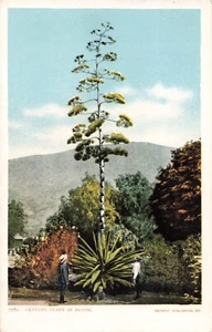 Postkarte Jahrhundert Pflanze in Blüte Schaulustige Detroit Verlag - Bild 1 von 2