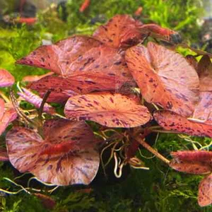 Red Tiger Lotus Bulb Nymphaea Live Aquarium Plant Tropical Lily Fry Betta Water - Picture 1 of 5