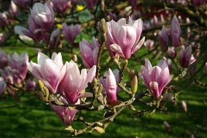 MAGNOLIA 5 SEEDS MAGNOLIA LILLIFLORA FRAGRANT FLOWERING TREE - Picture 1 of 1