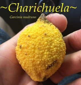 ~CHARICHUELA~ Garcinia madruno ~BUMPY LEMON~ Fruit Tree Live 12-18in Potd Plant - Picture 1 of 11