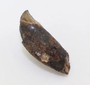 Zahn, Amphicyon sp., Tertiär, Miozän, Gracanice, Bosnien-Herzogowina -L373 - Bild 1 von 6