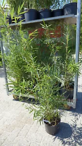 Bambus fargesia robusta Campbell C5 ca.100- 120 cm Hecke - Bild 1 von 4