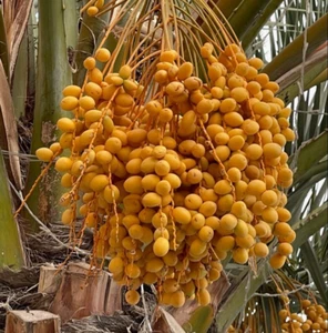 Yellow Date Palm 35+ Seedss (Phoenix dactylifera) Dwarf Type - Picture 1 of 11