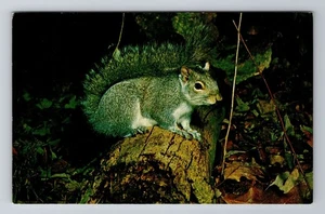 Postal de recuerdo de ardilla gris, animal, antigua, vintage - Imagen 1 de 2