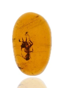 Kakerlake, echter fossiler Insekteneinschluss in burmesischem Bernstein - Bild 1 von 6