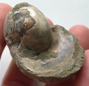 Fossil Nautilus, Madagascan - Picture 1 of 12