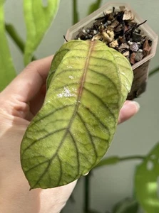 💖Hoya sp Sabah EPC 961 (Rare)💖~Established Indoor/Outdoor Plant🌿 - Picture 1 of 7
