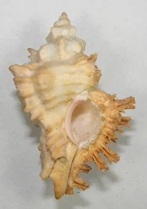 MUREX BRUNNEUS AUSTRALIENSIS 66.62mm BEAUTIFUL SPECIMEN Fiji - Picture 1 of 2