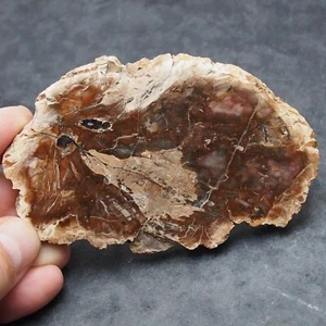 Fósil Losa de Madera Petrificada Araucaria Triásico Fósil Pulido Madagascar - Imagen 1 de 5