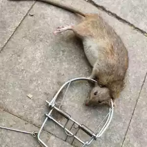 Mouse Trap Rodent Strong Catch Spring Weasel Catch Cage Mole Repeller Rat Trapt - Picture 1 of 7